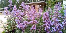 Nepeta x fassenii 'Purrisian Blue' Faasseni naistenõges